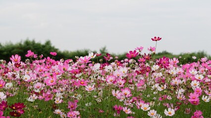 Obraz na płótnie Canvas Cosmos flower field blooming in spring.
