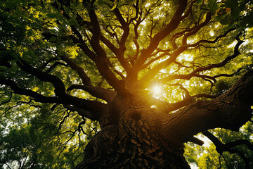 majestic tree, shot from low angle, gaze is directed up  trunk to spreading branches, rays of sun penetrating through foliage create play of light and shadow on bark and leaves,  dynamism, depth