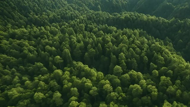 huge coniferous forests, a view from the heights. the beauty of wildlife. Generative AI
