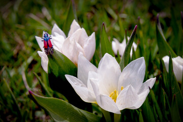 white crocus in the garden