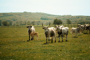 Cattles in an agricultural scenery with blue sky setted between hills.