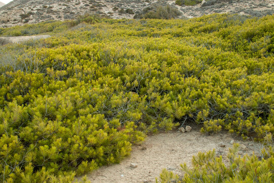 Pinar rastrero en la playa el Playazo, Almer&iacute;a, Espa&ntilde;a. Vegetaci&oacute;n rastrera condicionada por los vientos costeros.