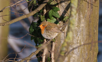 Robin bird sits on a tree branch