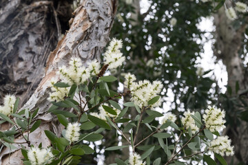 Obraz premium The Cajuput Tree flowers in the park.