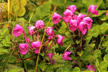Pedicularis Megalantha in Annapurna