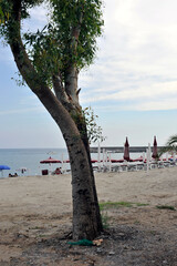 A tree at the beginning of the beach with the lido and the port in the background. Marina di Camerota, Salerno, Italy.