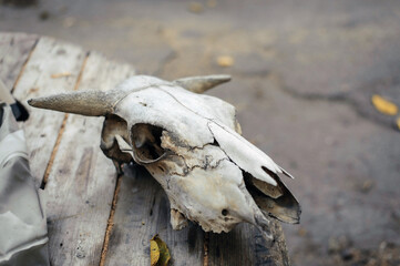 Obraz premium skull on the ground