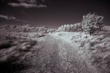 infrared photography