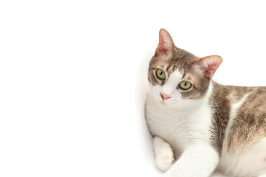 White British Shorthair cat with adorable eyes sitting on a white background