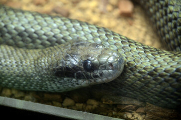 アオダイショウ