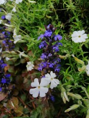 blooming purple Ajuga reptans flower and white groundcover phlox. nature wallpaper.