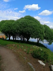 Fototapeta premium Salix fragilis with a spherical crown near the lake on a background of blue sky with clouds. Nature wallpaper.