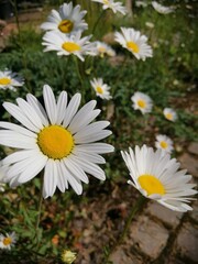 beautiful blooming chamomile flowers in the summer garden.
nature wallpaper.