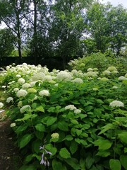 a summer garden with delicate white blooming Hydrangea arborescens Annabelle flowers. Autumn...