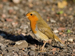 robin on the beach
