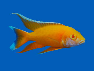 Fototapeta premium a yellow malawi chchlid (Yellow Regal, Nkhomo-Bena Peacock) diving in glass fish tank isolated on blue background.