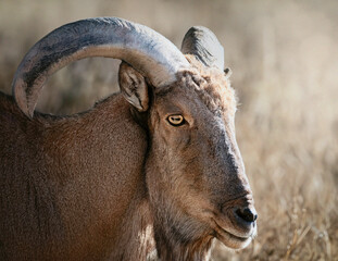 Portrait animalier de Mouflon à manchettes 