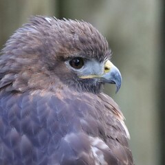 Regal Red-tailed Hawk