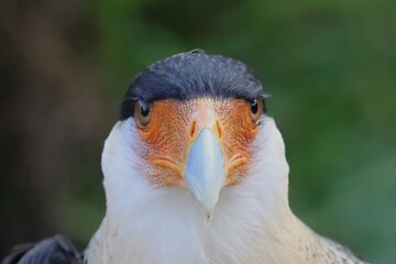 Caracara Homosassa Springs Florida