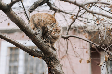 A beautiful tabby gray cat sits on a tree outdoors. Photograph of an animal in nature.
