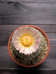 Cactus with flower in a pot on wooden table. This cactus is named Astrophytum Asterias.