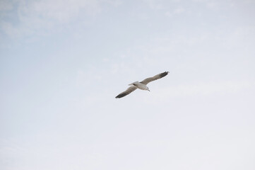 Beautiful white seagull, bird flies in the sky with clouds over the sea, ocean. Animal photography.