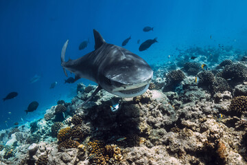 Tiger shark swim close up in blue ocean. Shark with sharp teeth.