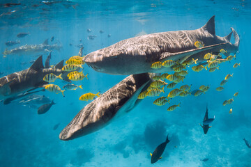 Nurse sharks with tropical fish in blue clear ocean. Sharks in Maldives