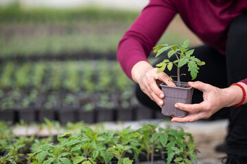 Woman hand holding plants of tomato with roots in soil