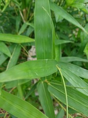 Green Leave in the Garden 