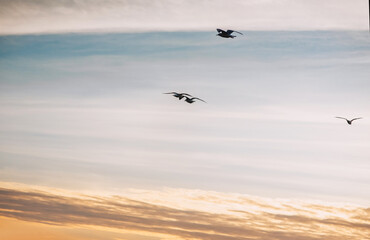 Beautiful white seagulls, a small flock of wild birds fly high soaring in the sky with clouds over the sea, ocean at sunset. Photograph of an animal, evening landscape, beauty of nature, silhouette.