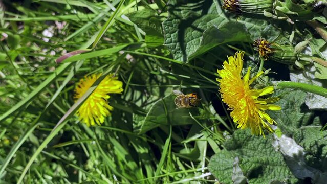 vertical shooting, bee collects pollen from a yellow dandelion macra shooting, slow motion, bee close-up, nature, sunny weather, plants, flowers, insects