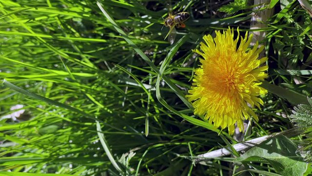 vertical shooting, bee collects pollen from a yellow dandelion macra shooting, slow motion, bee close-up, nature, sunny weather, plants, flowers, insects