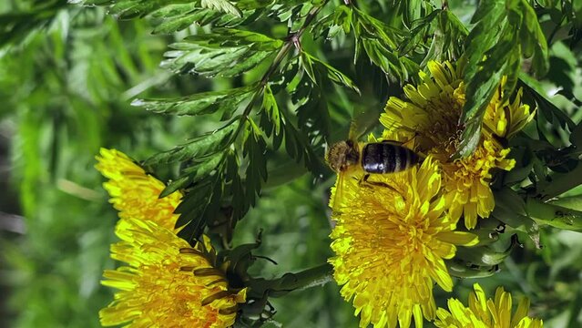 vertical shooting, bee collects pollen from a yellow dandelion macra shooting, slow motion, bee close-up, nature, sunny weather, plants, flowers, insects