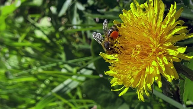 vertical shooting, bee collects pollen from a yellow dandelion macra shooting, slow motion, bee close-up, nature, sunny weather, plants, flowers, insects