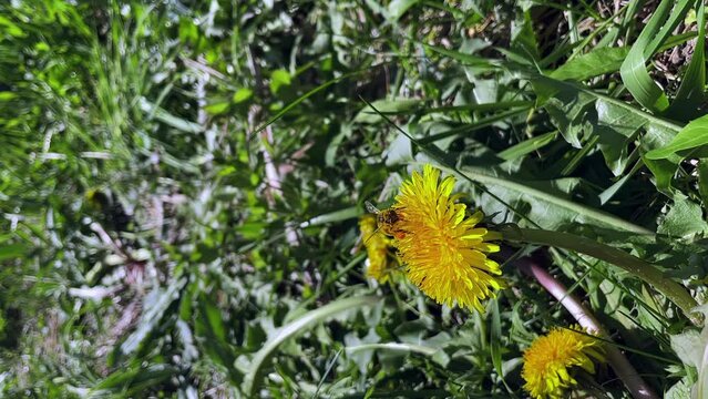vertical shooting, bee collects pollen from a yellow dandelion macra shooting, slow motion, bee close-up, nature, sunny weather, plants, flowers, insects