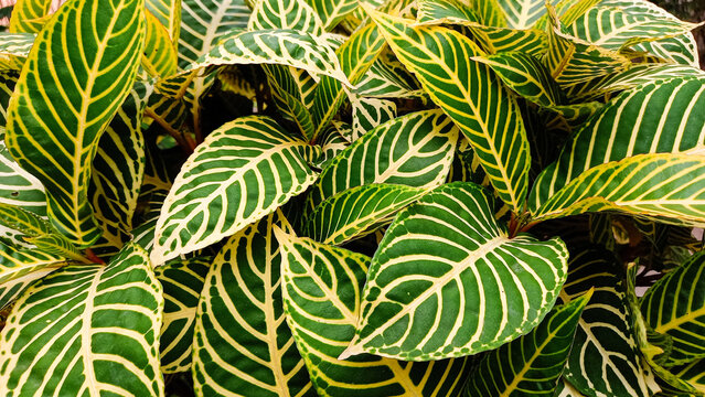 Foliage background of the leaves Sanchezia or zebra plant leaves
