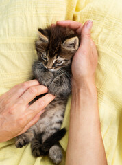 A small kitten with brown striped fur is being held and petted by a person. The kitten s eyes and whiskers are visible.
