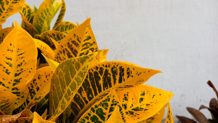 The background of Croton leaves is yellow. Beautiful nature background with croton plant in sunny day in tropical garden. yellow croton, croton plant. © Hani chusna
