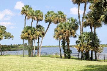 Fototapeta na wymiar A view of the Florida Everglades