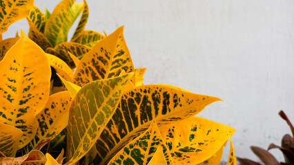 The background of Croton leaves is yellow. Beautiful nature background with croton plant in sunny day in tropical garden. yellow croton, croton plant. © Hani chusna