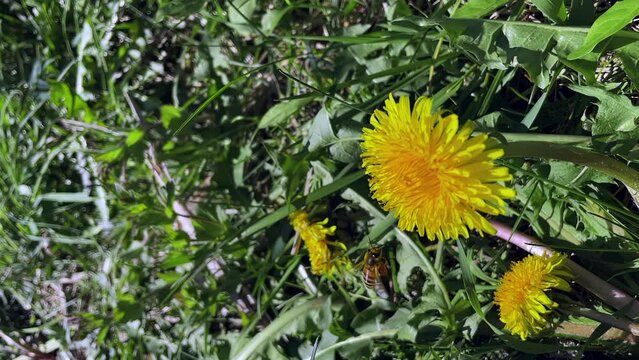 vertical shooting, bee collects pollen from a yellow dandelion macra shooting, slow motion, bee close-up, nature, sunny weather, plants, flowers, insects