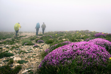 field of lavender