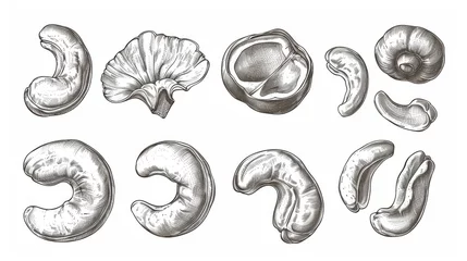 Fotobehang Set Hand drawn sketch cashew nut vector on white background © Media Srock
