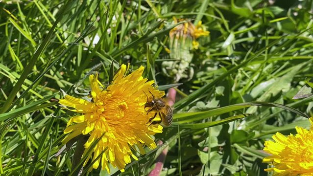 bee collects pollen from a yellow dandelion macra shooting, slow motion, bee close-up, nature, sunny weather, plants, flowers, insects