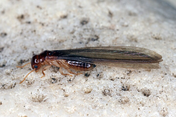 Winged termite resting on a white stone.