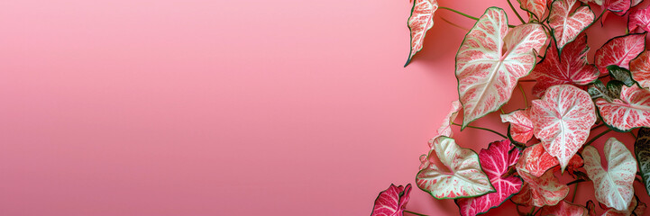 Shade caladium leaves on a bright peach pink background flat lay with empty space for text