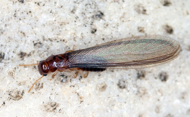 Winged termite resting on a white stone.
