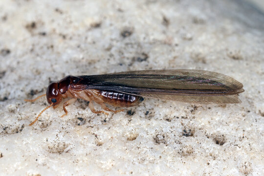 Winged termite resting on a white stone.