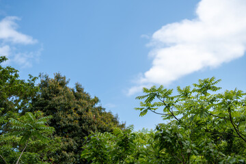 青空と木々